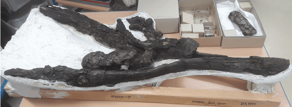 Ny viden om 10 millioner år gammel næbhval fra Gram Lergrav
